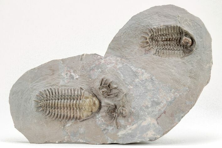 Two Crotalocephalus Trilobites (One Ventral) - Jorf, Morocco #209818